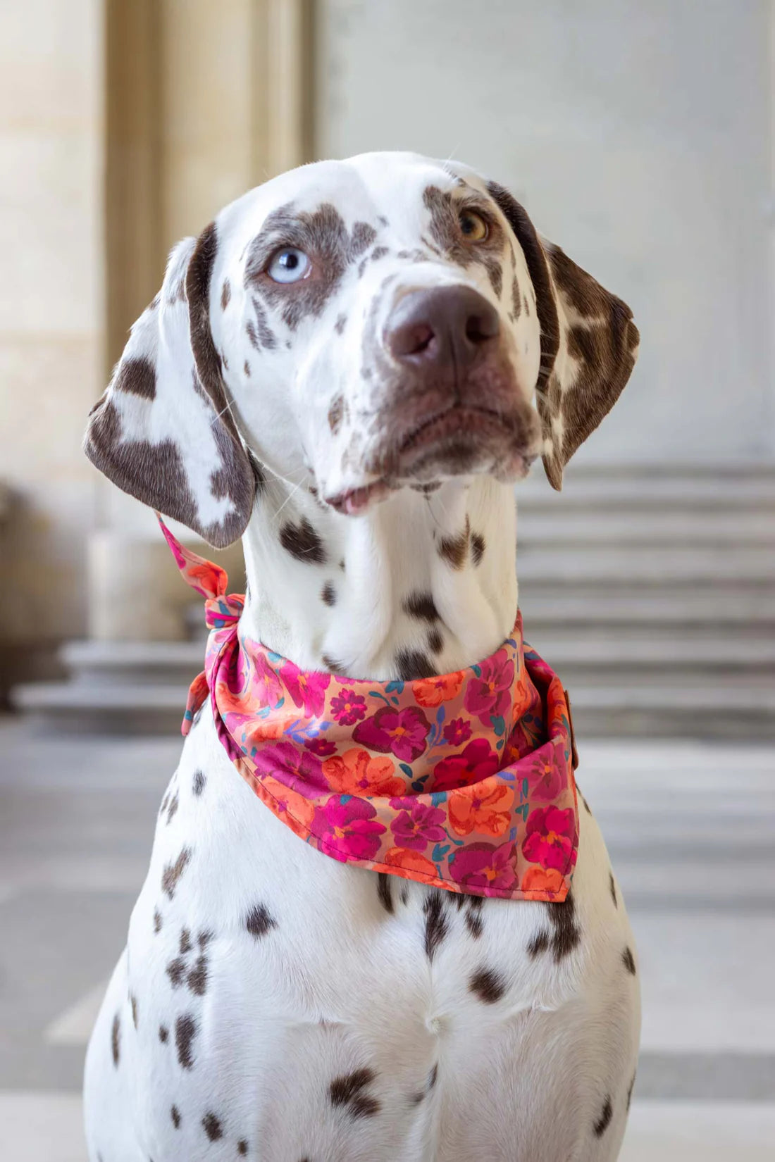 Bandana pour chien Bellagio (plusieurs tailles)