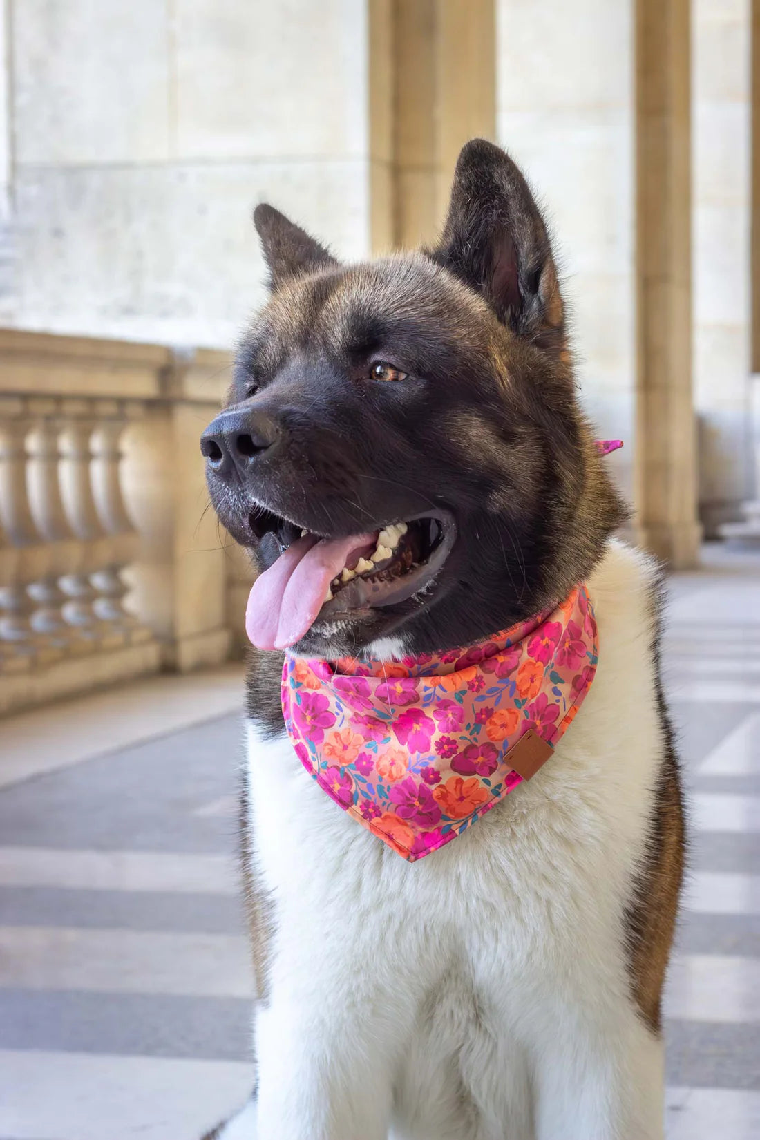 Bandana pour chien Bellagio (plusieurs tailles)