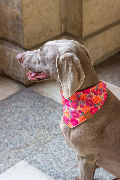 Bandana pour chien Bellagio (plusieurs tailles)