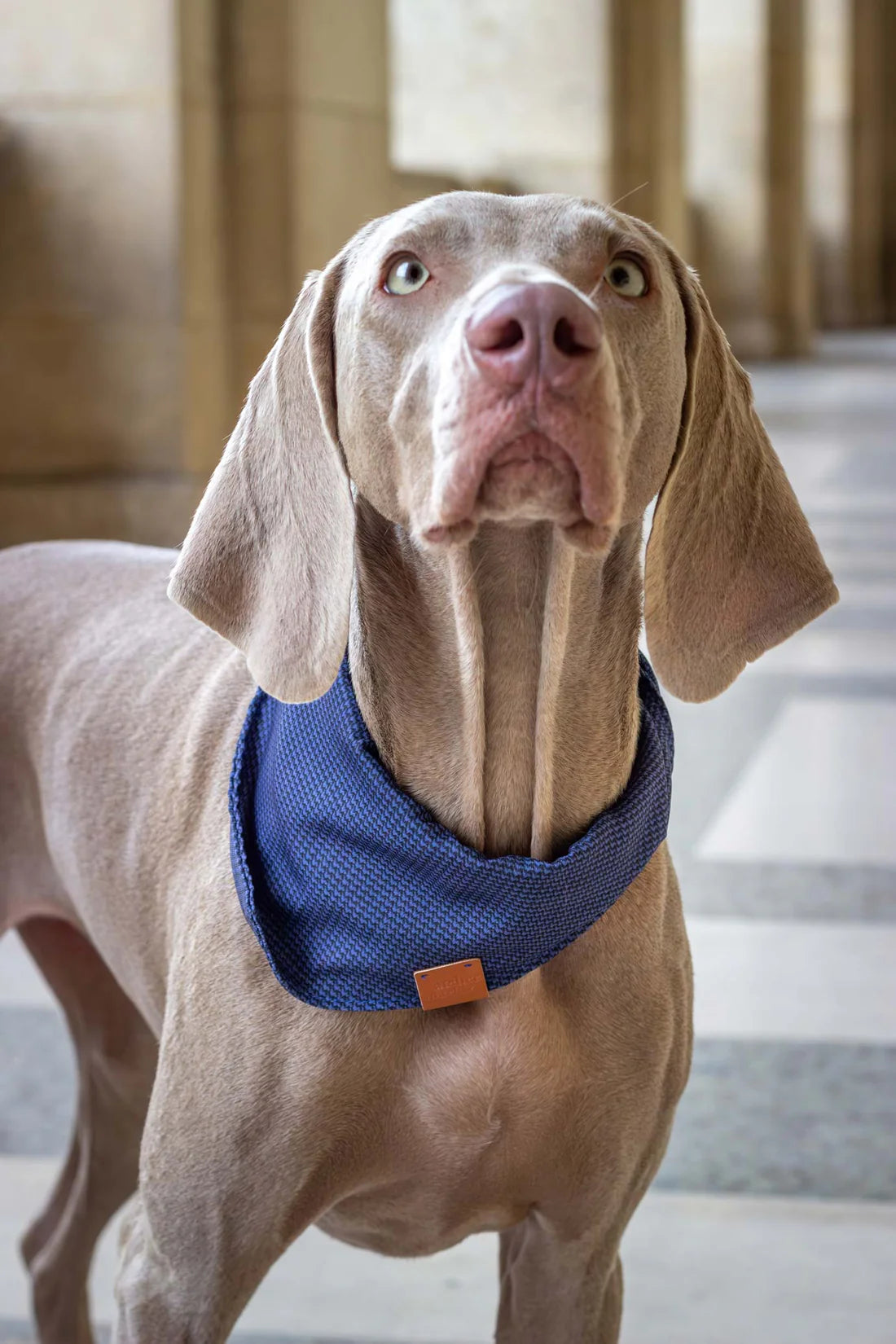 Bandana pour chien Glasgow (plusieurs tailles)