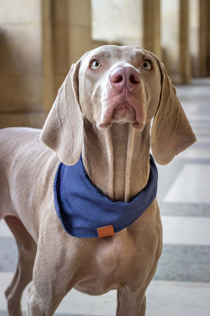 Bandana pour chien Glasgow (plusieurs tailles)