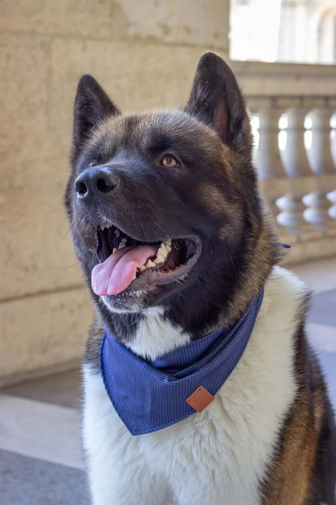 Bandana pour chien Glasgow (plusieurs tailles)