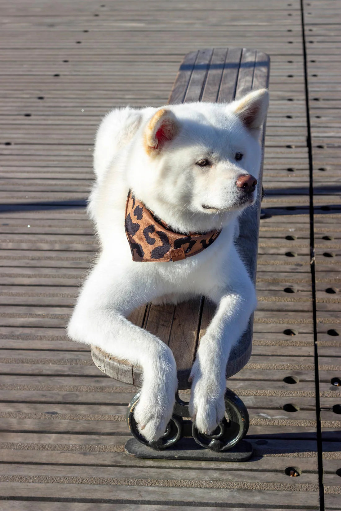 Bandana pour chien Wild (plusieurs tailles)